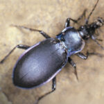 ground_beetle